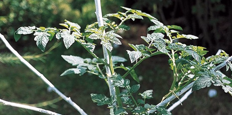 Laburnum Anagyroides : la plante toxique